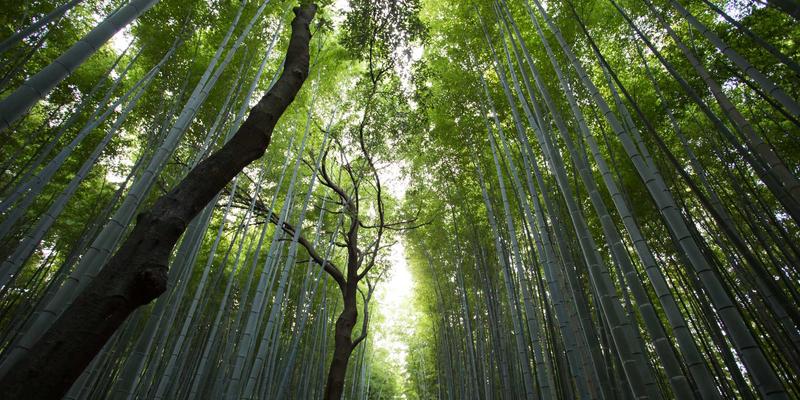 碳中和路径